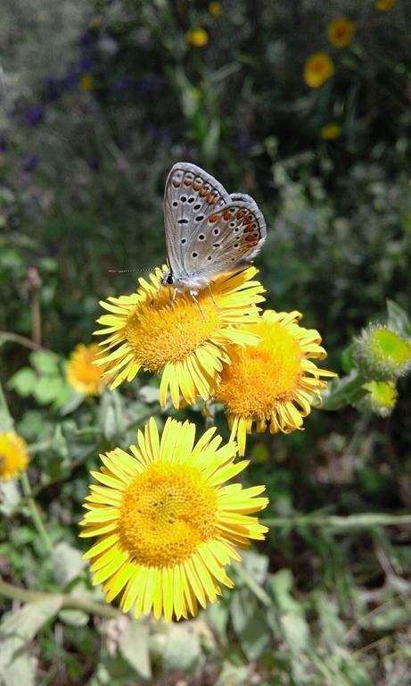 Casale Margherita Turismo Rurale Pollina Zewnętrze zdjęcie